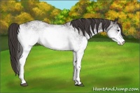 Horse Color:White Spotted Smoky Black Rabicano