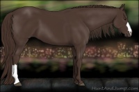 Horse Color:Liver Chestnut 