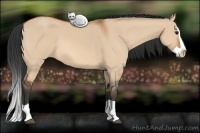 Horse Color:Bay Dun Splash 