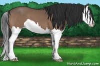 Horse Color:Bay Dun Splash 