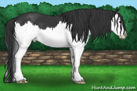 Horse Color:Black Splash