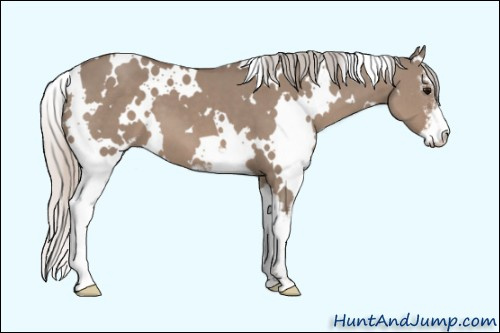 Horse Color: Unknown 