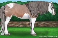 Horse Color:Bay Sabino Splash Snowcap 