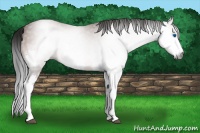 Horse Color:Gray Bay Splash