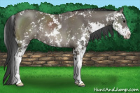 Horse Color:Black Sabino Rabicano 