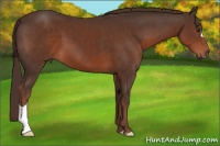 Horse Color:Liver Chestnut 
