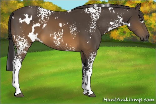 Horse Color: White Spotted Buckskin 