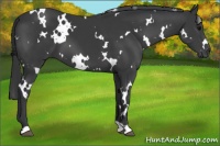 Horse Color:White Spotted Black