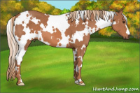 Horse Color:White Spotted Liver Chestnut