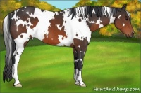 Horse Color:White Spotted Brown 