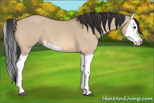 Horse Color: Bay Roan Dun Splash 