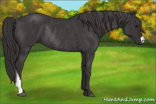 Horse Color: Buckskin Rabicano 