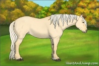 Horse Color:Palomino Dun 