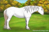 Horse Color:Chestnut Frame Appaloosa Rabicano 