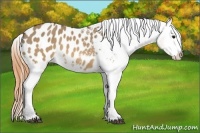Horse Color:Buckskin Dun Appaloosa