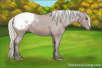 Horse Color:Silver Bay Appaloosa