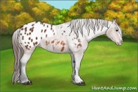 Horse Color:Bay Appaloosa Rabicano 