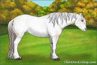 Horse Color:White Spotted Brown Snowcap Rabicano 