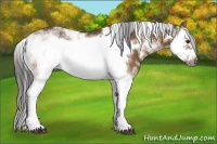 Horse Color:Buckskin Sabino Splash Frame
