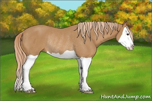 Horse Color: Chestnut Splash Rabicano 