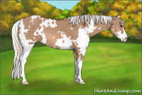 Horse Color:White Spotted Silver Bay Dun Sabino 