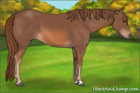 Horse Color:Unknown 