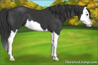 Horse Color:Black Splash 