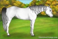 Horse Color:Gray White Spotted Black 