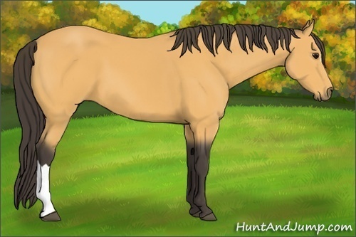 Horse Color:Buckskin 