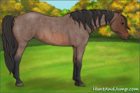 Horse Color:Bay Roan 