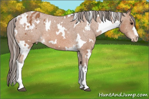 Horse Color: White Spotted Bay Varnish 