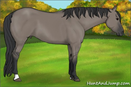 Horse Color: Grullo 