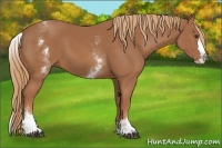 Horse Color:White Spotted Chestnut Splash 