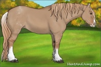 Horse Color:White Spotted Red Dun Splash 