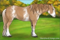 Horse Color:White Spotted Chestnut Splash 