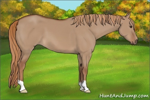 Horse Color: Red Dun 