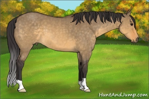 Horse Color:Buckskin Dun 