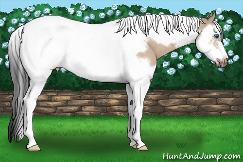 Horse Color: Bay Dun Splash Tobiano Frame 
