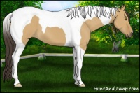 Horse Color:Buckskin Dun Tobiano 