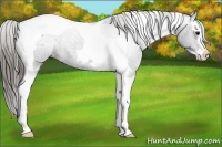 Horse Color:Blue Roan Splash Tobiano Blanket 
