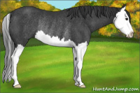 Horse Color:Black Splash Rabicano