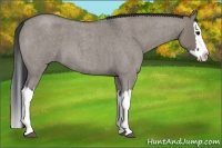 Horse Color:Grullo Roan Splash 