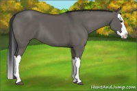 Horse Color:Grullo Splash 