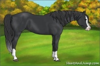 Horse Color:Black Splash 