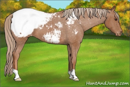 Horse Color:Chestnut Snowcap 