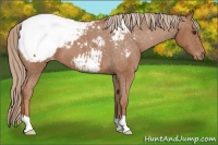 Horse Color:Chestnut Snowcap 