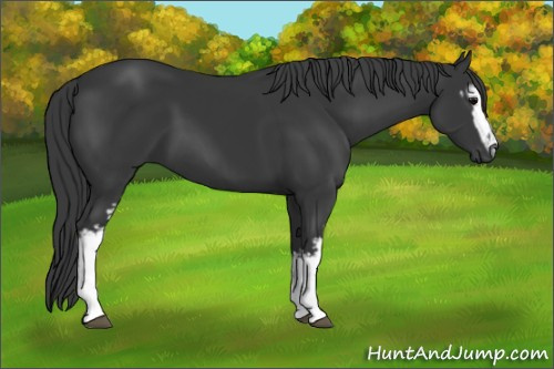 Horse Color: Unknown 
