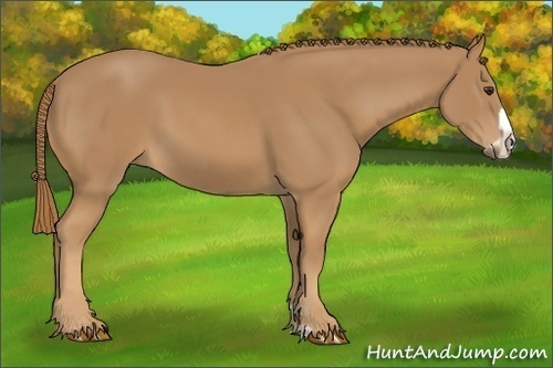 Horse Color:Chestnut Frame 