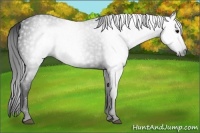 Horse Color:Gray Black 