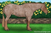 Horse Color:Red Roan 